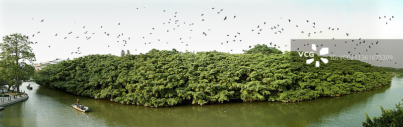 新会小鸟天堂  国家湿地公园 独木成林图片素材