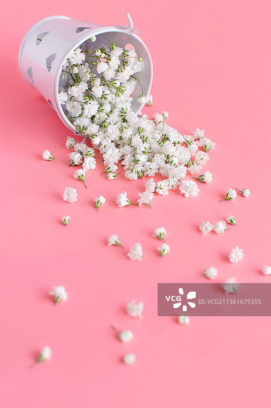 粉色背景上的水桶小白花特写图片素材