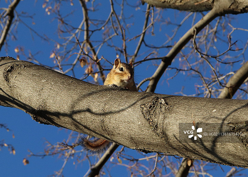 树上灰松鼠的低角度俏皮猴子图片素材