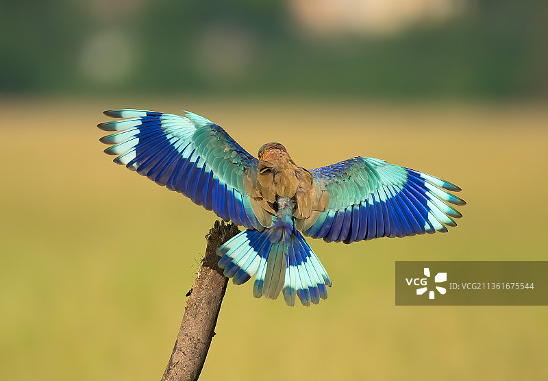 户外飞行的丁香花特写图片素材