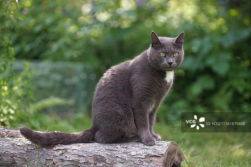 坐在树上的灰色猫咪肖像图片素材