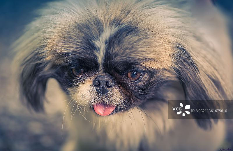 京巴犬特写图片素材