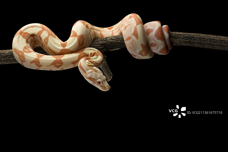 悬挂在树枝上的红尾蟒蛇图片素材