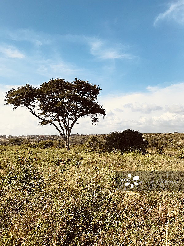 肯尼亚内罗毕国家公园田野上的树木图片素材