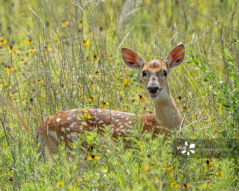 白尾小鹿，美国阿特沃特草原鸡国家野生动物保护区图片素材