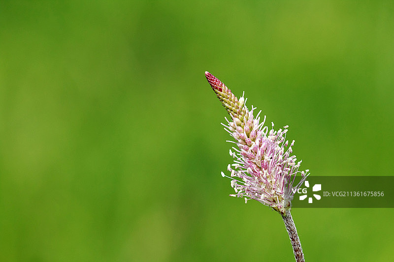 特写的紫色开花植物在田野上，捷克共和国图片素材