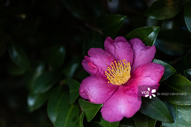 澳大利亚新南威尔士伊平粉色山茶花特写图片素材