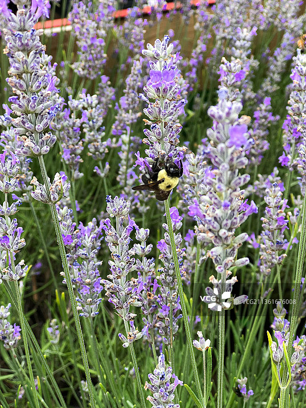 蜜蜂在紫色花朵上采蜜特写图片素材