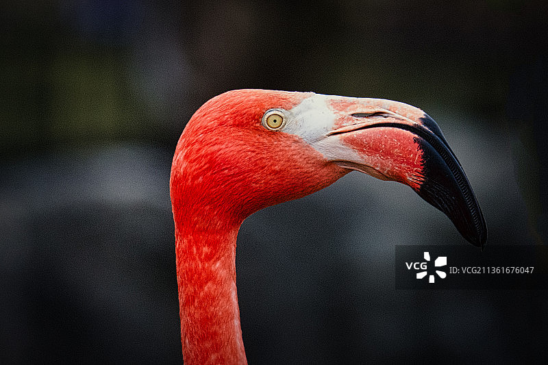 封锁期间的火烈鸟（加拿大）图片素材