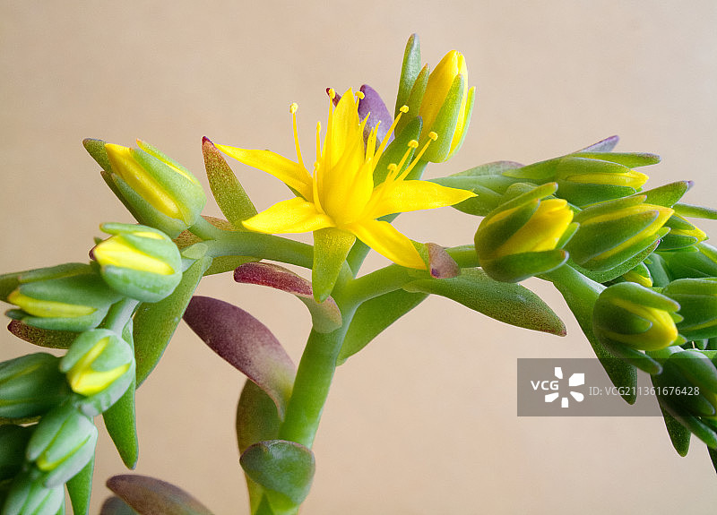 盛开的黄色帕尔默景天图片素材