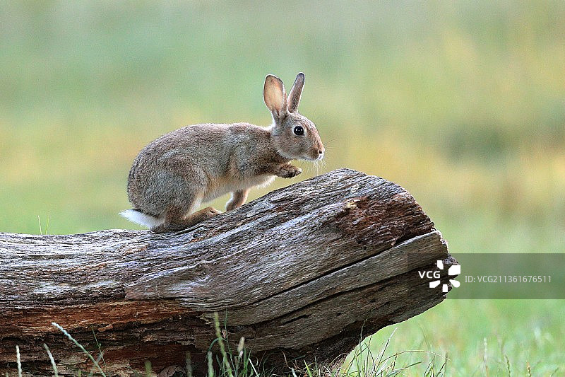 在英国布什公园玩耍的欧洲小兔图片素材