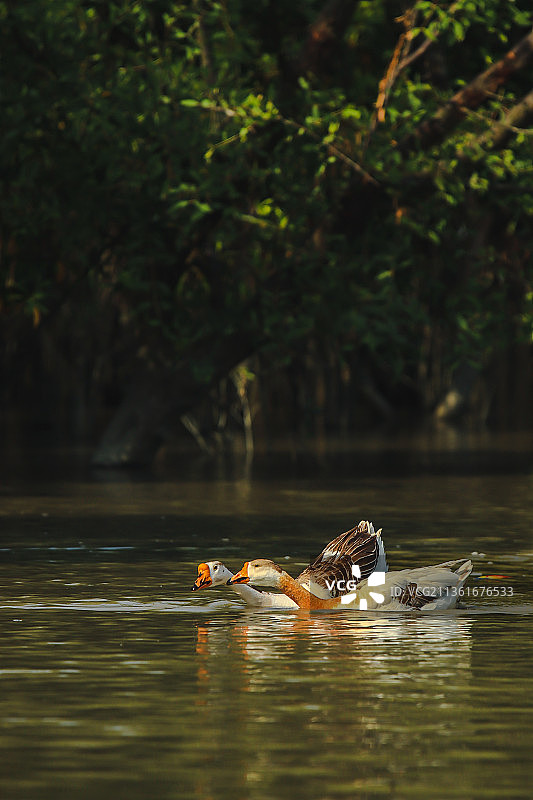 湖中游泳的雌性绿头鸭图片素材