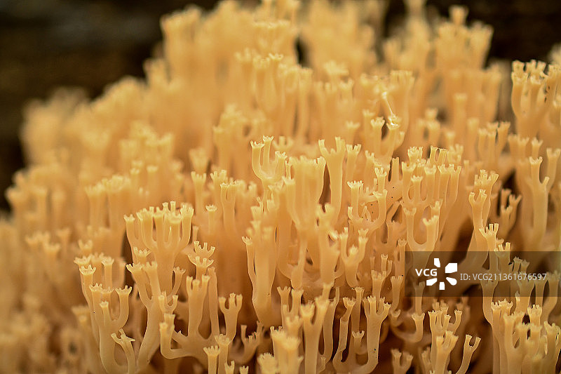 意大利面特写图片素材