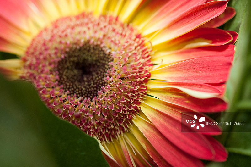 粉色花朵特写，美国纽约图片素材