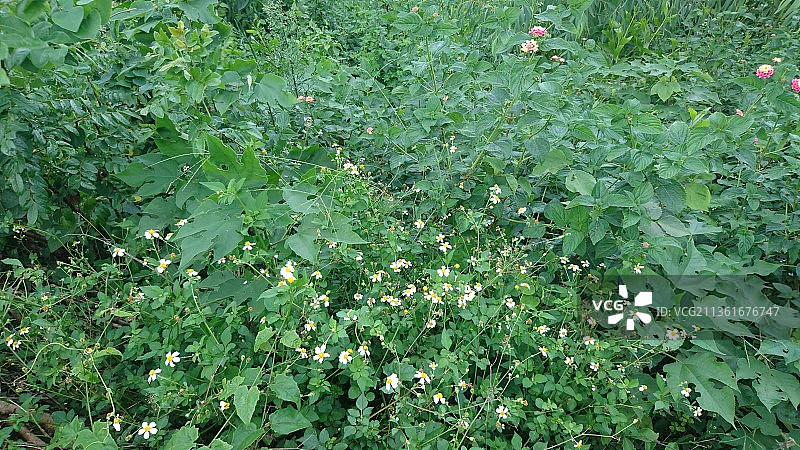 越南田野上开花植物的高角度视图图片素材