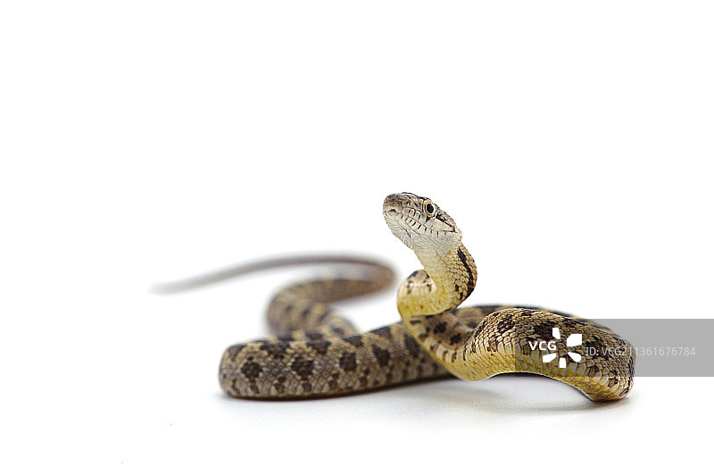 白底摆出攻击姿势的鼠蛇，美国图片素材
