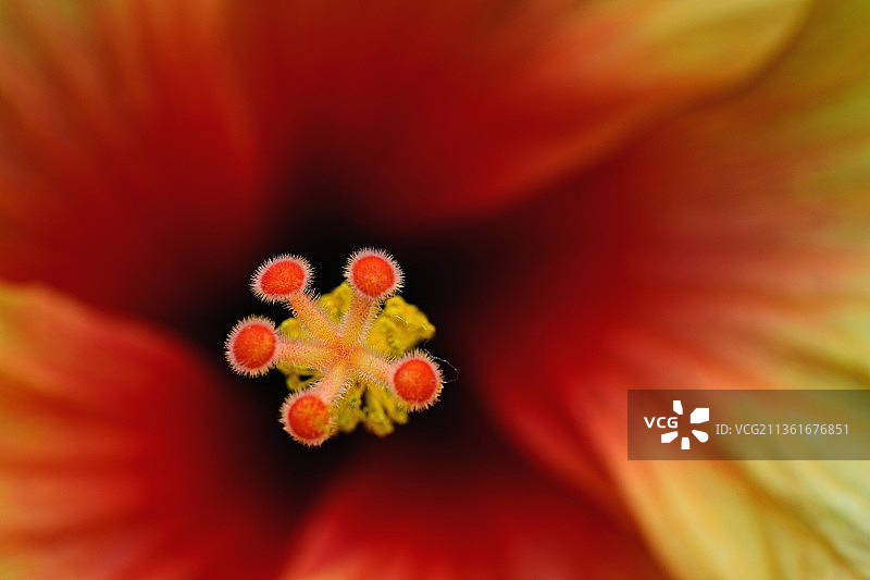 红色花朵的完整画面图片素材