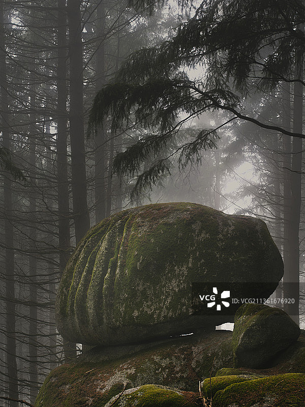 森林中的树木图片素材