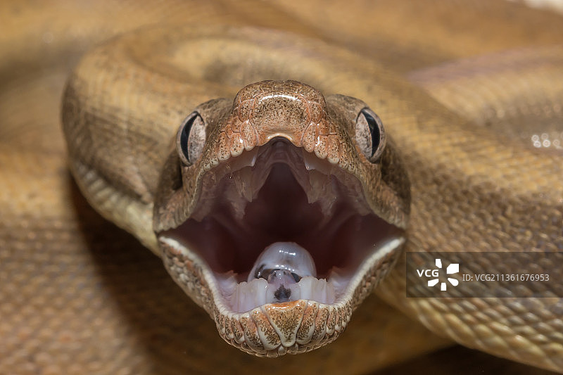 桌子上蝰蛇的特写图片素材