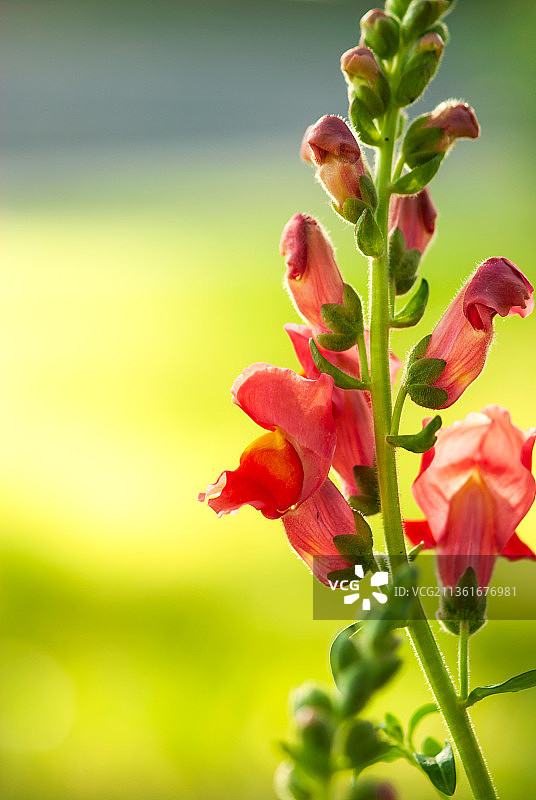 亮粉色金鱼草特写图片素材