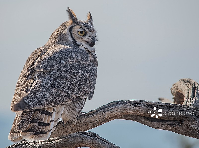 亚利桑那州图森市，大角猫头鹰栖息在树枝上的低角度照片，美国图片素材