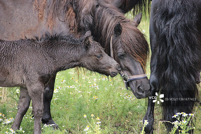 在田野上吃草的马群特写，荷兰芬洛图片素材