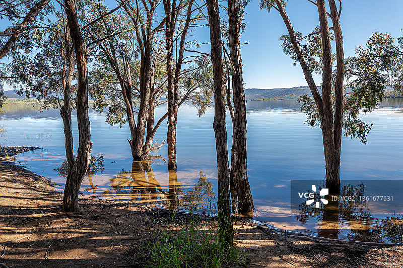 金德拜恩湖畔的树木，澳大利亚新南威尔士州图片素材