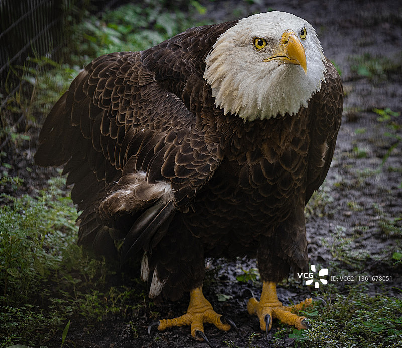 田野上凝视的白头海雕特写图片素材