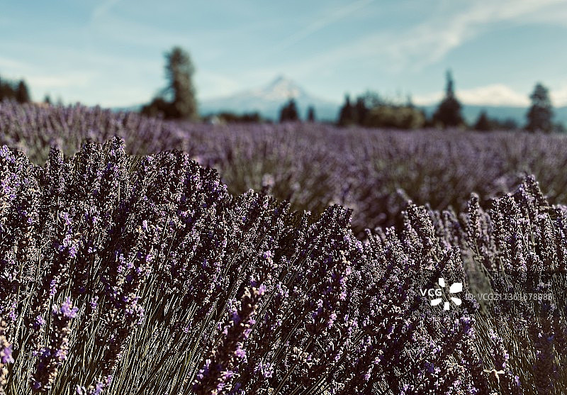 薰衣草花园紫色花卉特写图片素材
