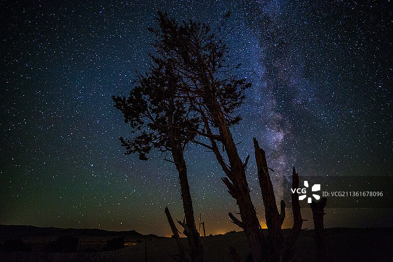撒哈拉树银河，夜晚天空下的树木轮廓图片素材