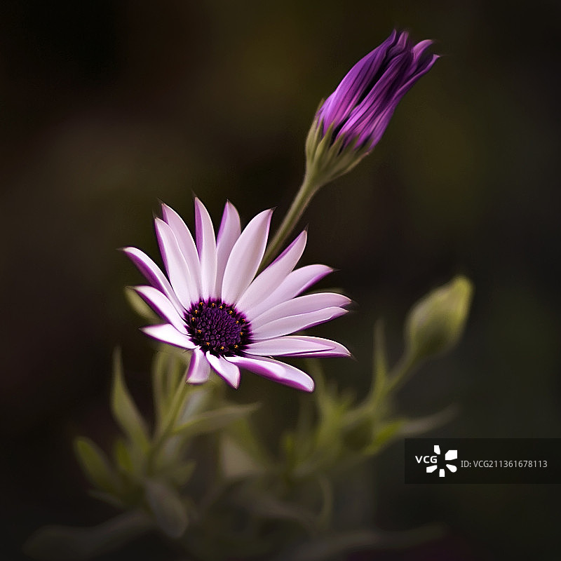 非洲雏菊紫色花朵特写图片素材