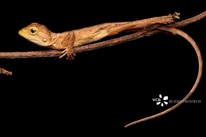 花园蜥蜴：黑色背景下树枝上的变色龙特写图片素材