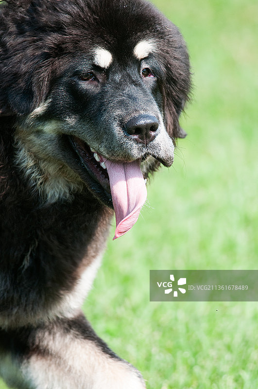 獒犬吐舌头的特写，纽约阿帕拉钦，美国图片素材