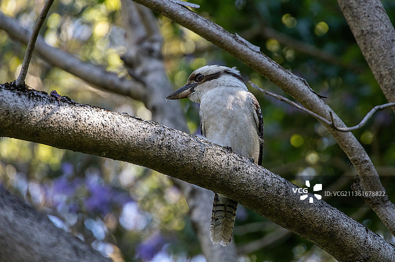 翠鸟栖息在树枝上的低角度视图，澳大利亚新南威尔士州悉尼图片素材