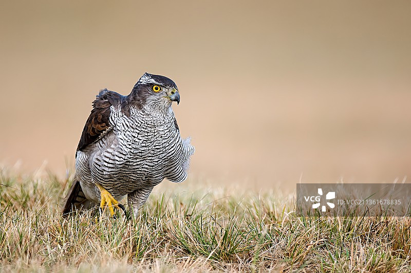 栖息在草地上的 Accipiter gentilis 猎鹰特写图片素材