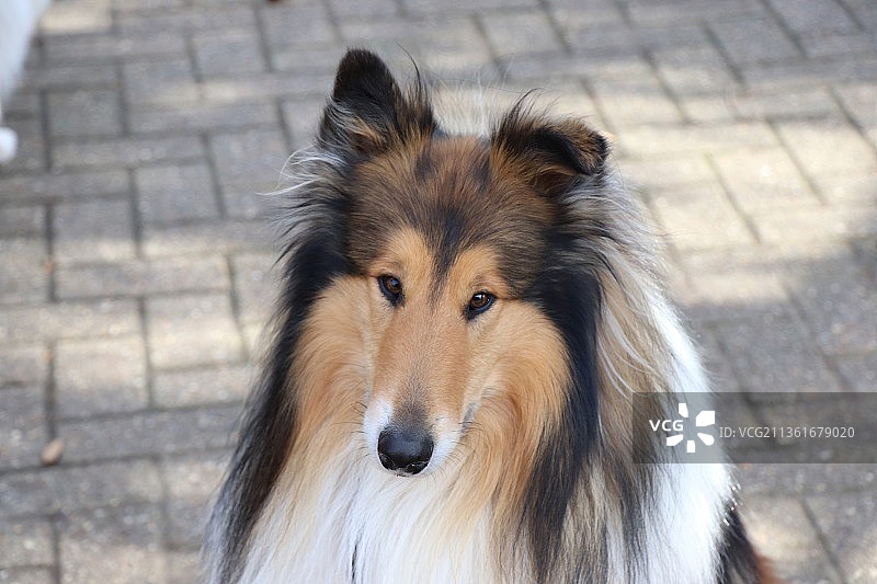 粗毛柯利犬的特写肖像图片素材