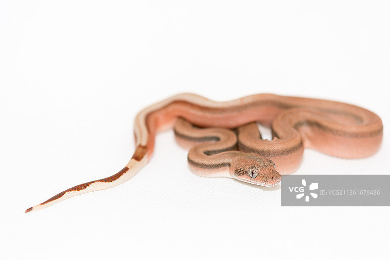 白色背景下的蟒蛇特写图片素材