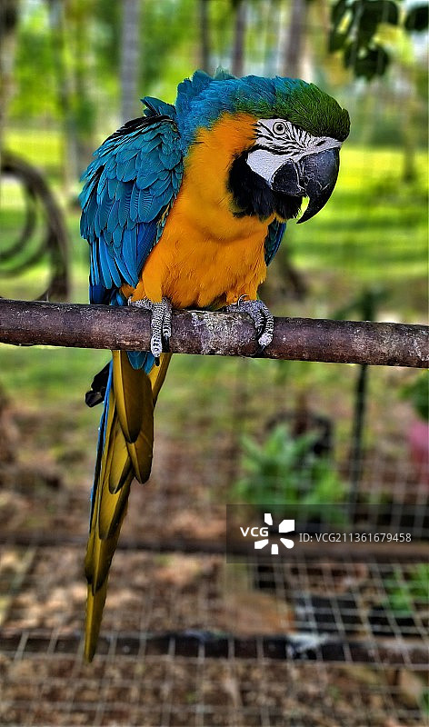 巴西隆德里纳的金刚鹦鹉特写图片素材