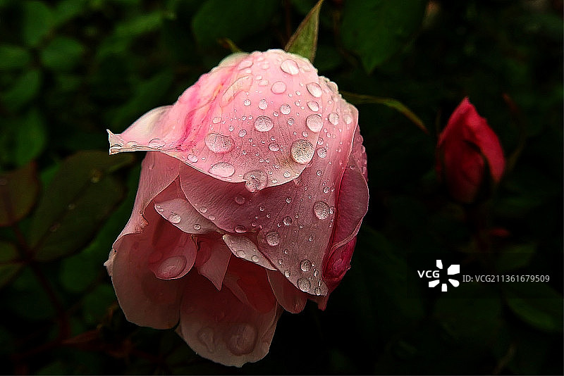 湿粉色玫瑰花特写图片素材