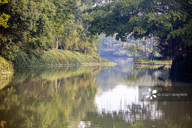 新会小鸟天堂  国家湿地公园 湿地系统图片素材