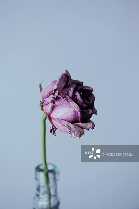 Sharon-mccutcheon-Gq Phbmo s-unsplash，白色背景下的枯萎花朵特写，辛吉达，坦桑尼亚图片素材