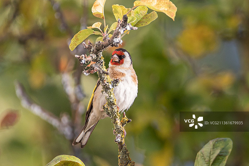 金翅雀栖息在法国佩萨克树枝上的特写图片素材