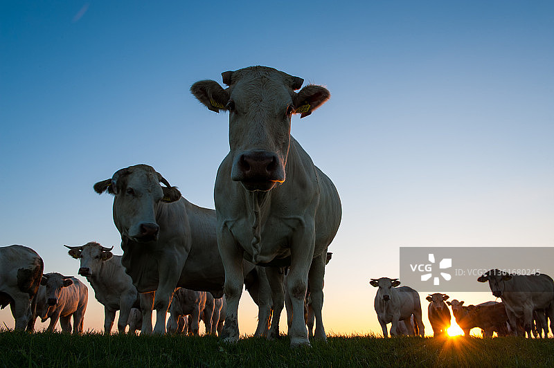 在弗里斯兰泥滩上吃草的牛群图片素材