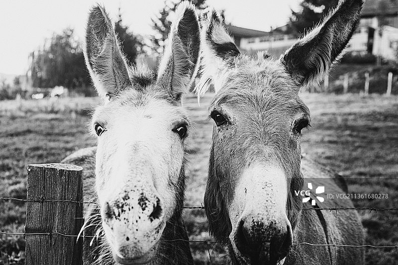 站在田野上的驴特写图片素材