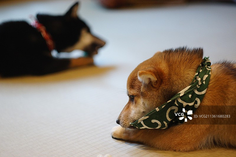 宠物：柴犬在地板上休息特写图片素材