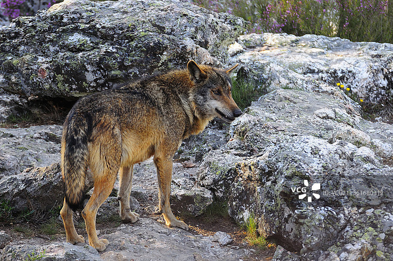伊比利亚狼站在岩石上的侧面图图片素材