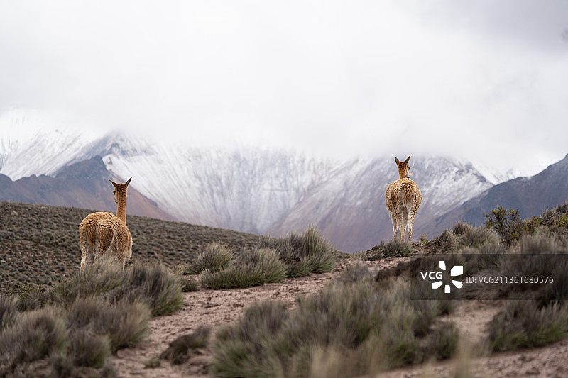 安第斯山脉的比库尼亚羊或野生羊驼图片素材