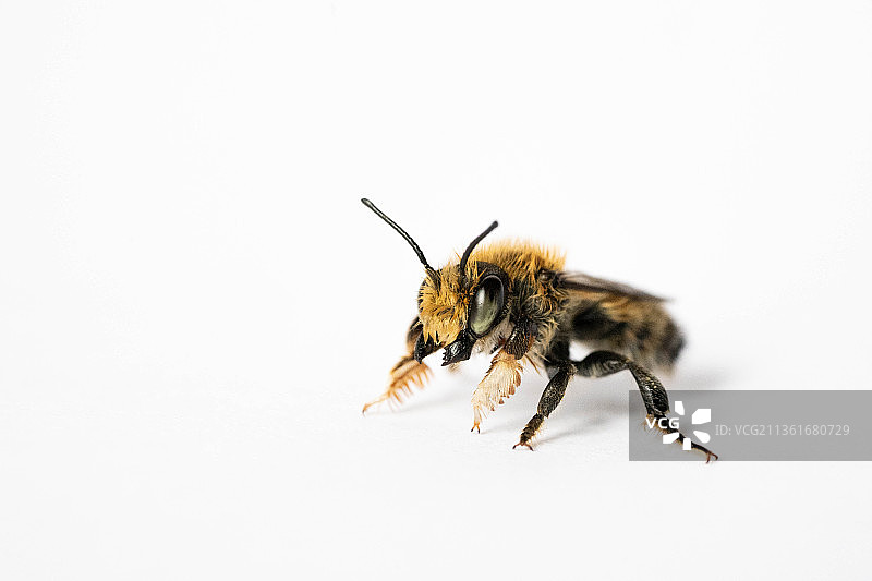 白色背景上的蜜蜂特写图片素材