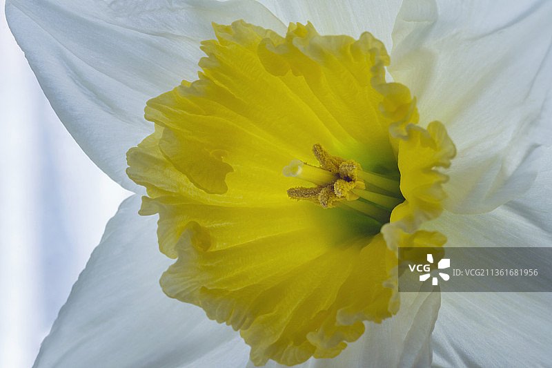 冰雪傻事水仙花的黄色玫瑰花特写图片素材