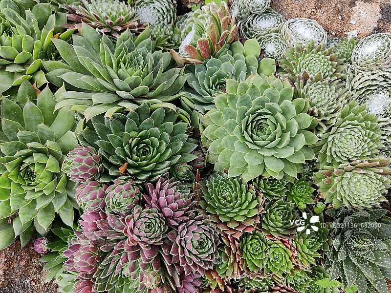 葡萄牙奥尔哈尔沃的多肉植物俯视图片素材
